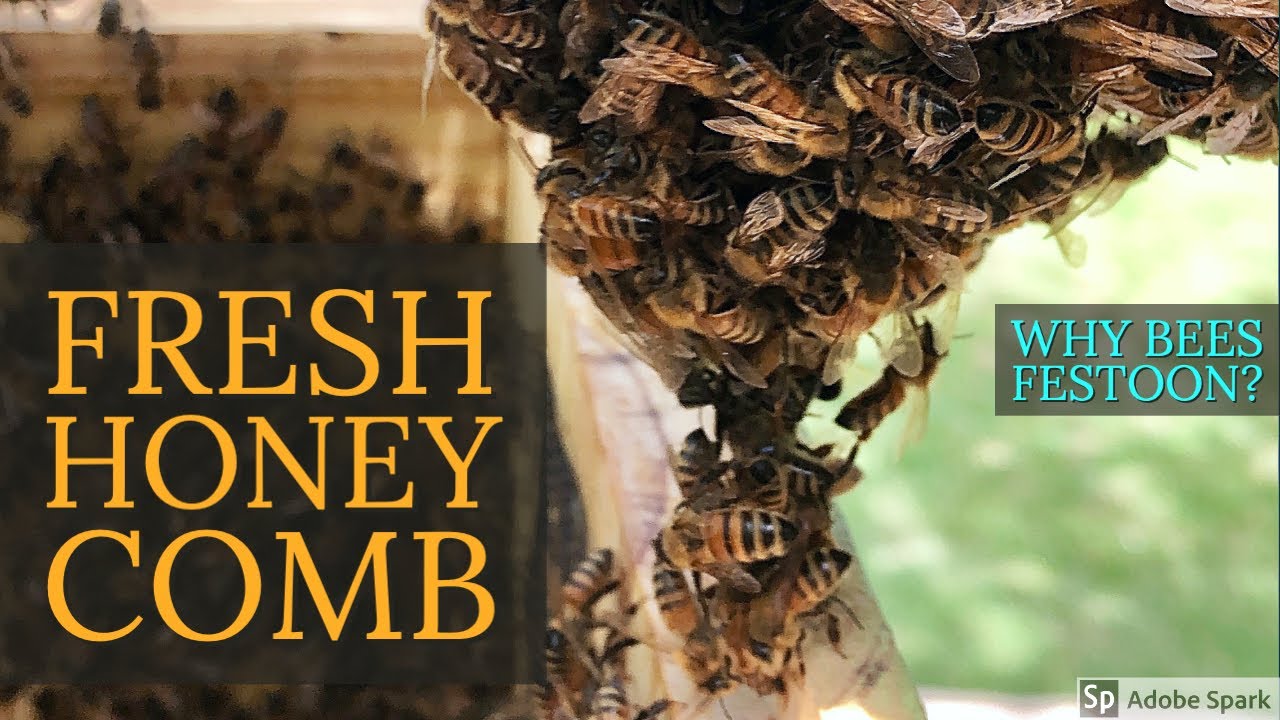 Fresh and Festooning Bees YouTube