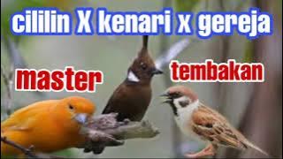 Masteran cililin kenari dan gereja tarung #masteran burung juara