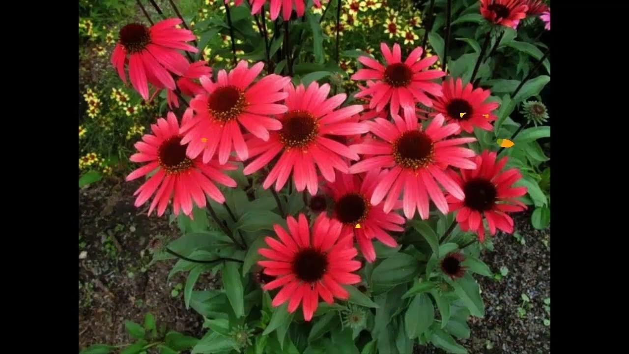 #Рудбекия #Rudbeckia Garden flowers184 Декоративные растения - YouTube
