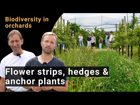 Video: Willowherb Control - Wie man Weidenröschen-Unkraut loswird