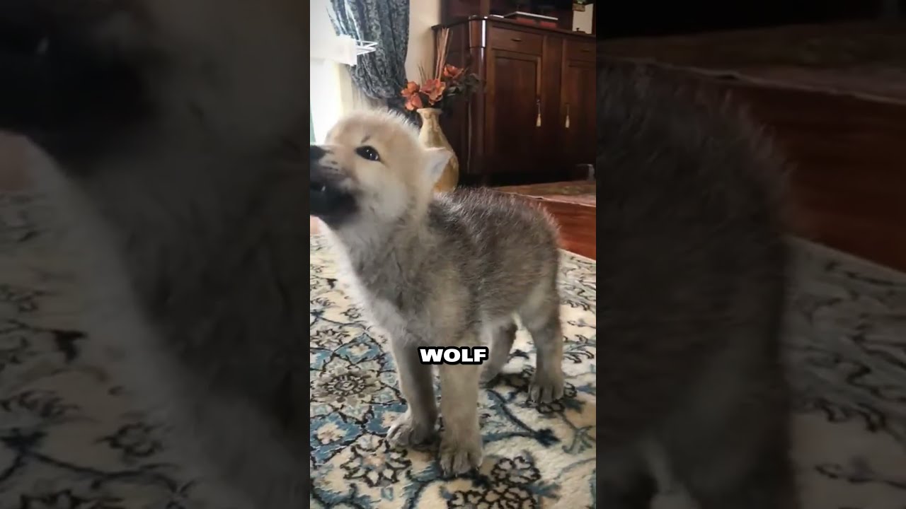 Rescued Wolf Cub Finds Unconditional Love And A New Family 