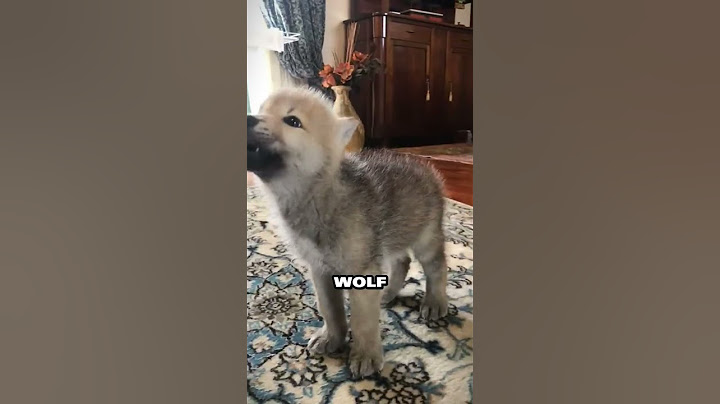 Rescued wolf cub finds unconditional love and a new family💕