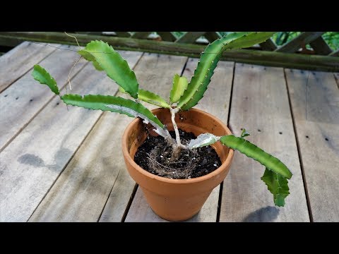 Video: Cactus Pitahaya Comestibil. Creştere