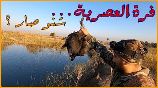 صيد فترة العصرية | شنو الصار ويانة ? |Hunting in Iraq