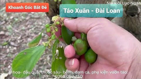 ĐÃ KHOANH GỐC CÂY TÁO  BẮT QUẢ VỤ 2024 CHƯA I NÚI ĐỒI LỤC NGẠN