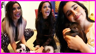 Puppy Party with Fifth Harmony  Fifth Harmony Takeover Ep. 48