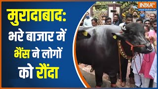 Moradabad News Uttar Pradesh क मरदबद म एक भस न जमकर मचय उतपत Hindi News Breaking