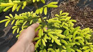 Picea orientalis Golden Start