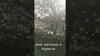 #магнолия #цветы #весна#crochet #knitting #вязание #diy #music #handmade