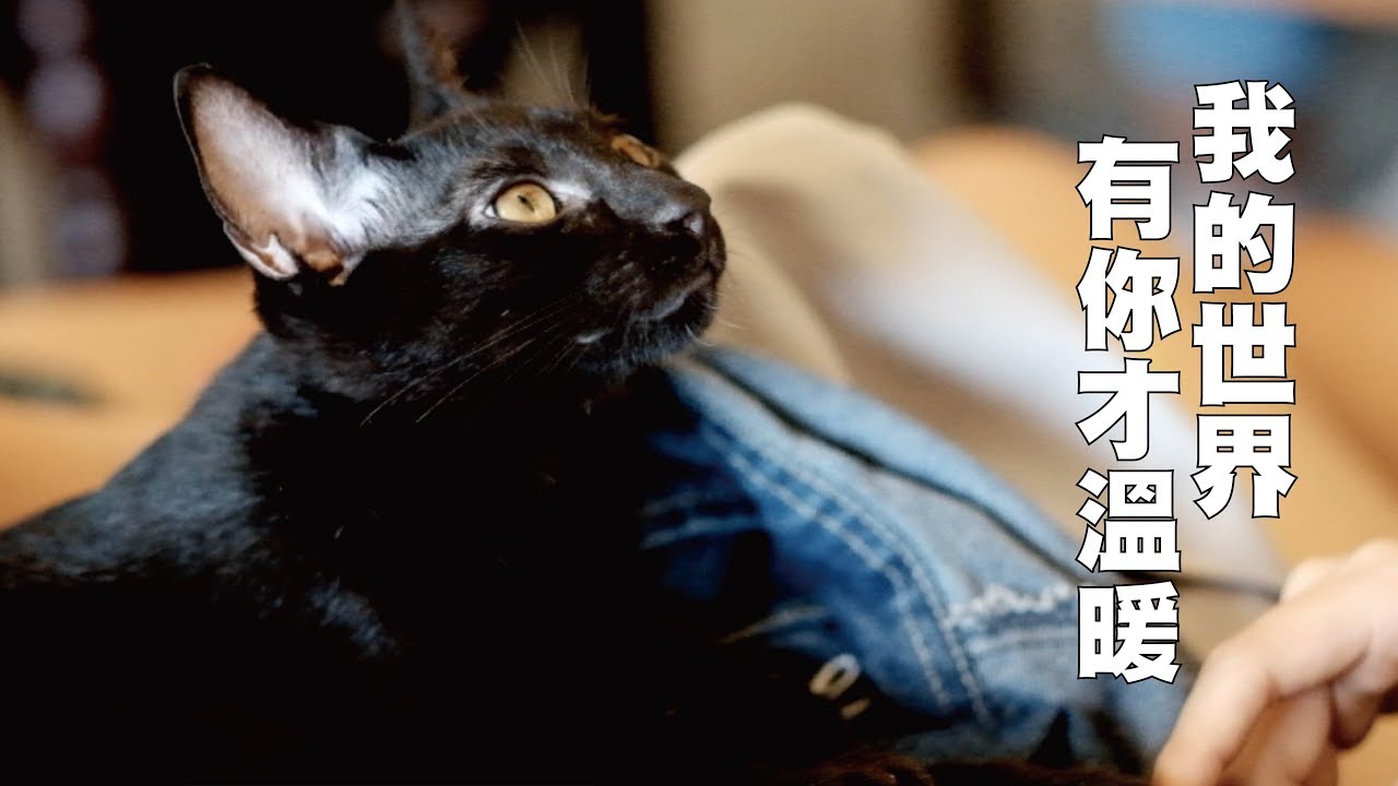 我的世界有你才溫暖|替浪浪發聲