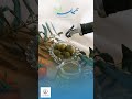 الزيتون في القرآن والسنة ١
