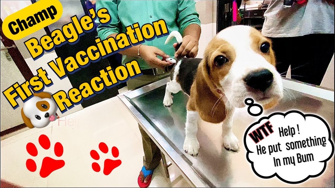 Beagle Puppy 's First vaccination Reaction & Experience of Champ YouTube