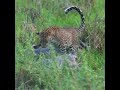 Leopard and crocodile fight over kill! - Sri Lanka