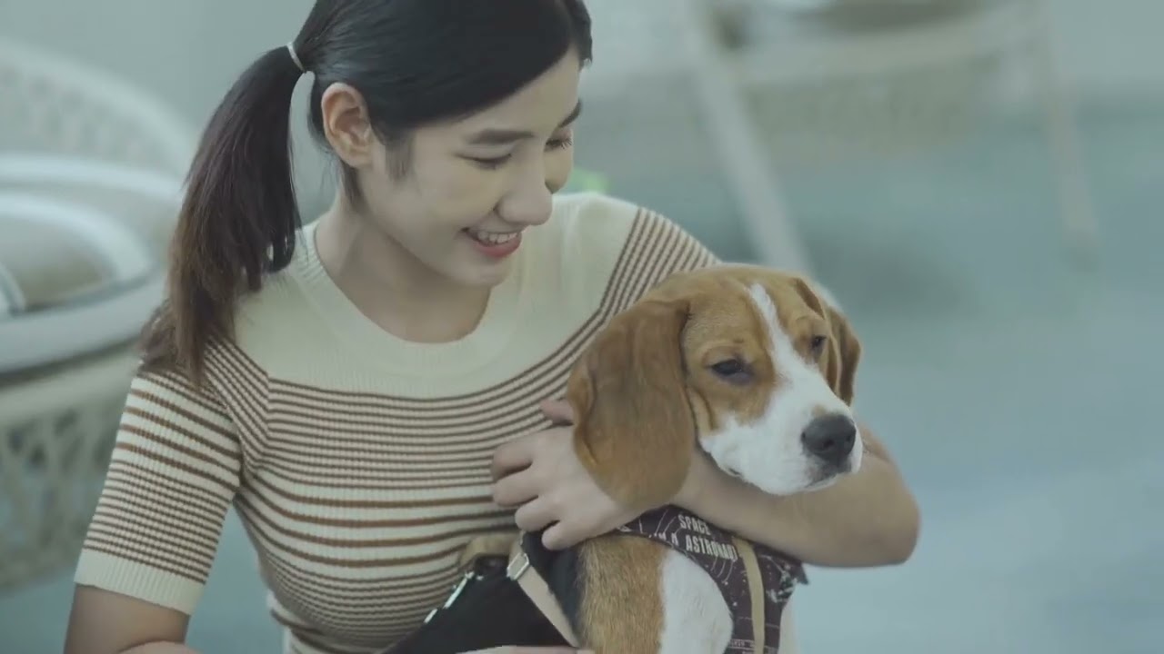 Maintaining Your Beagle s Health Common Health Issues and Prevention Strategies