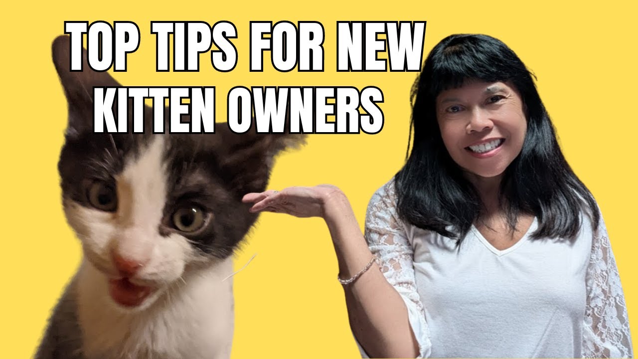 Kitten Essentials: What YOU Need for Your New Kitten - YouTube