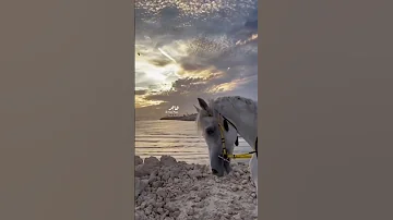يسألوني عليك شعجب فضلته شعر عراقي 
