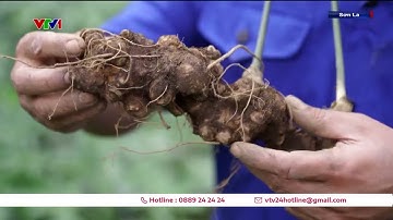 Đưa sâm Ngọc Linh thành ngành hàng giá trị kinh tế cao | VTV24
