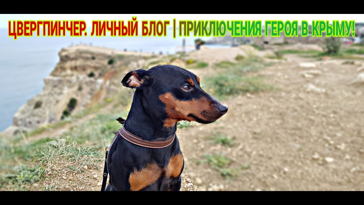 ЦВЕРГПИНЧЕР. ЛИЧНЫЙ БЛОГ | ПРИКЛЮЧЕНИЯ ГЕРОЯ В КРЫМУ!