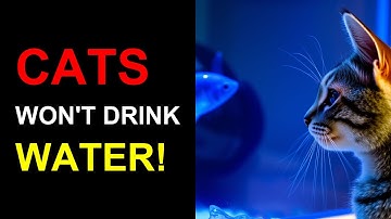 🐾 5 REASONS YOUR CAT WON