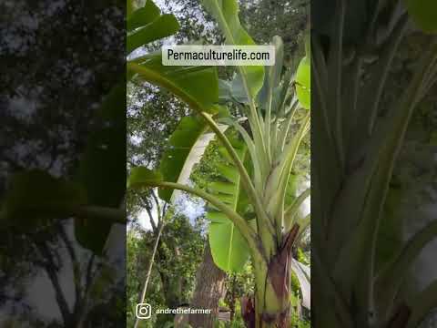 Video: Hva er bananplanteunger: Hvordan skille banantreforskyvninger