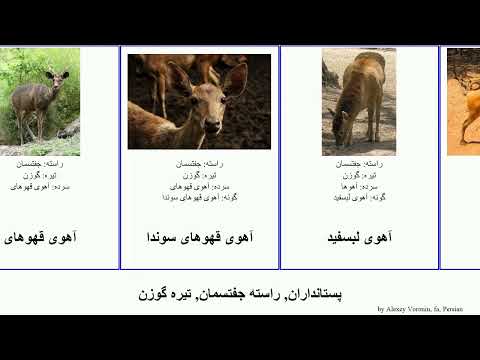 تصویری: آهوچه نامیده می شود؟