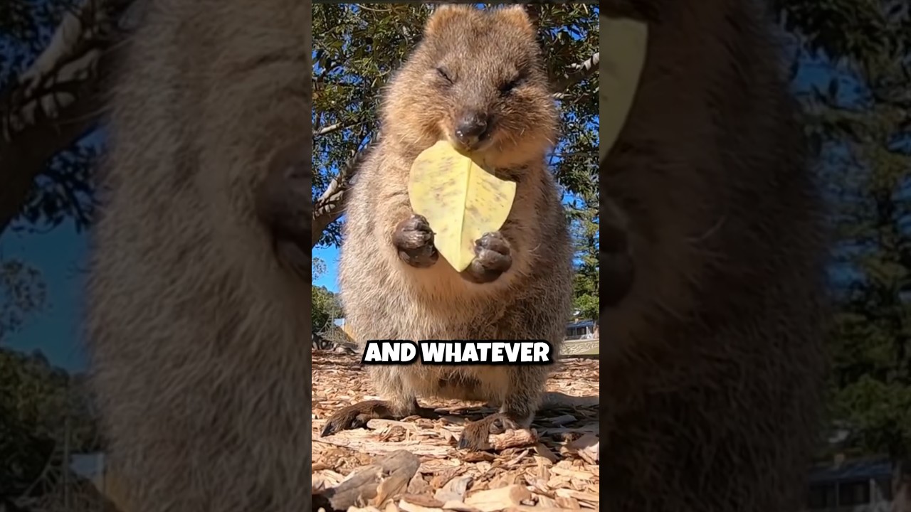 Australia's Most Dangerous Animal
