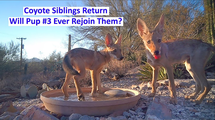 Episode 9 - Coyote Pup Brothers #1 and #2 Reappear After 3 Weeks