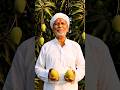 Indian Mango Garden🥭Village Farmer Selling Fresh Aam Cinematic Hindi Shorts#MangoAam pleasesubscribe