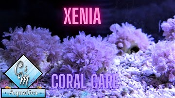 Xenia coral care and tips