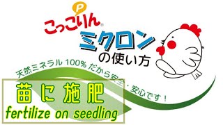 こっこりんミクロンを苗に施肥!!Fertilize "Coccorin Micron" on seedling／施設きゅうり栽培／Facility cucumber cultivation