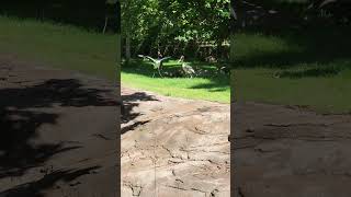 White-naped Crane Performing Mating Dance For Humans