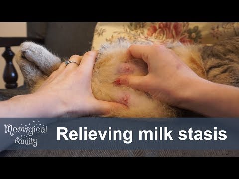 Video: Wie Wird Mastitis Bei Katzen Behandelt?