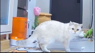 The cat was stolen by its owner with a camera recording their activities.