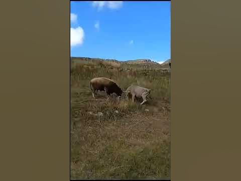 Бои быков - YouTube