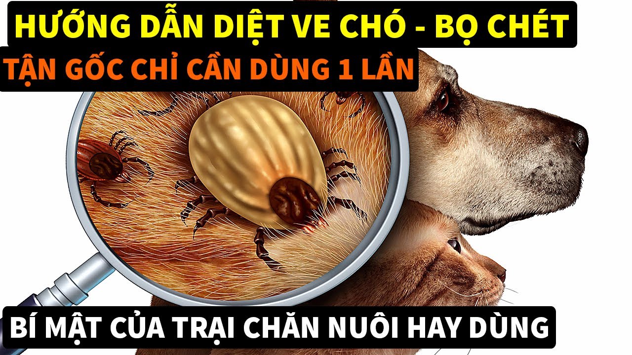 Hướng Dẫn Diệt VE CHÓ - BỌ CHÉT Tận Gốc Sau 1 Lần Sử Dụng BÍ MẬT CỦA ...