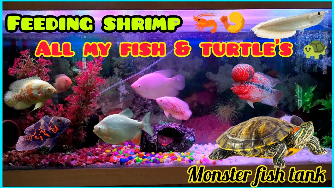 Feeding Shrimp To All My Fish & Reptiles 🔥🥰 || #fish #shrimp #feed # ...