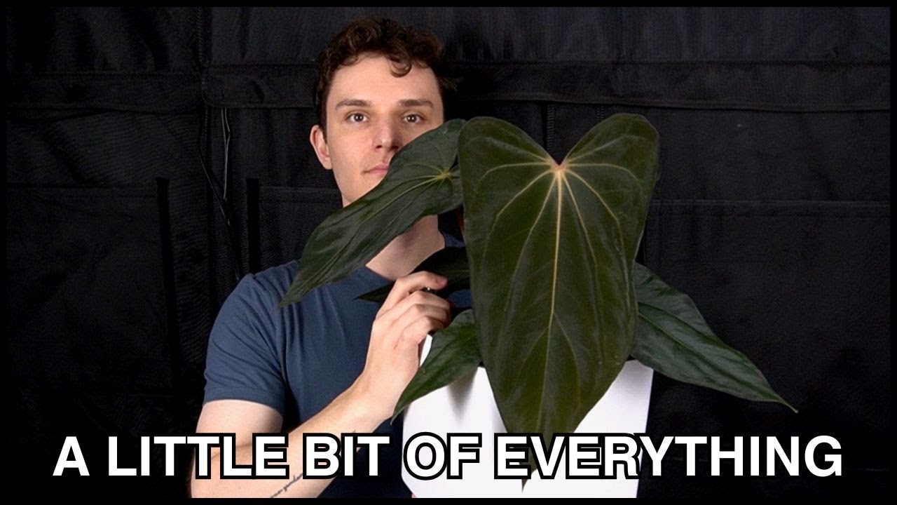 Делюсь комнатными растениями, которые привлекли мое внимание