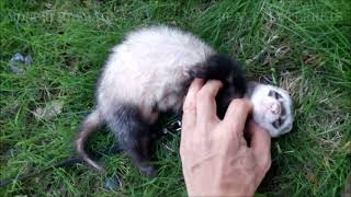 Monchichi the Massage Ferret