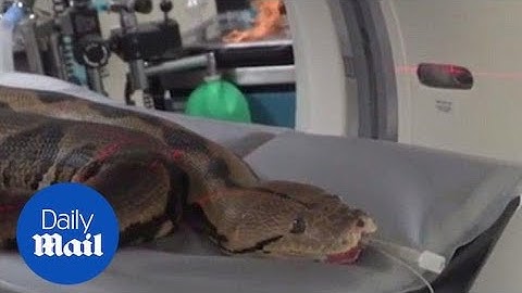 Massive python getting a CAT scan to check for an infection - Daily Mail