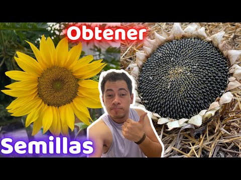 Video: ¿Producirán semillas los girasoles sin polen?