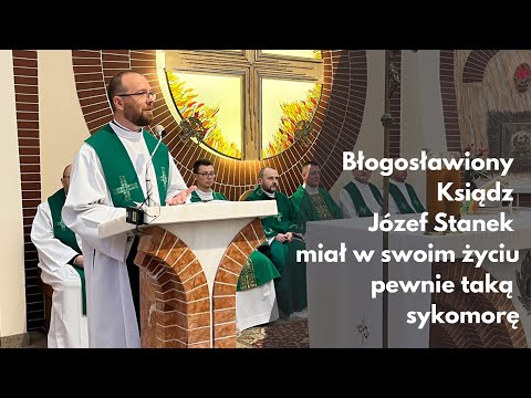 Bł. ks. Józef Stanek miał w swoim życiu pewnie taką sykomorę