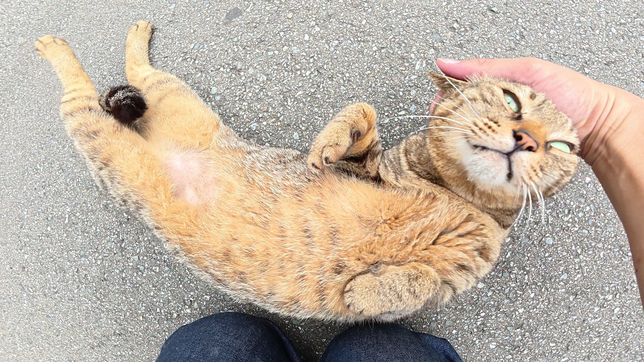 人間にモフられると、ビヨーンと伸びてリラックスする猫ちゃん