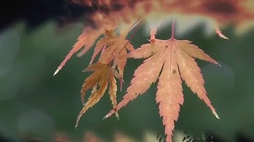 ( كنتم خير أمة أخرجت للناس ) - سورة آل عمران - تلاوة مؤثرة.