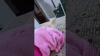 Shasha🐈Kuttila Avlo Cute ah Velayaduvan😍 #cat #shorts