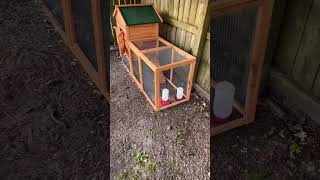 Fiz Um Galinheiro No Quintal De Casa