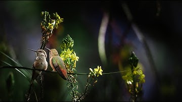 Modern Callout Packs ᵐᵒᵗᶤᵒᶰ ᵈᵉˢᶤᵍᶰ