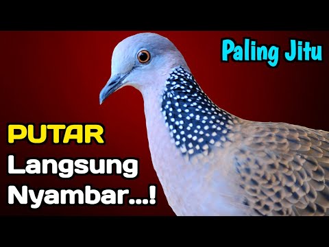 Suara Tekukur Kuk 2 Gacor Memanggil Temannya Agar Ikut Bunyi 💯% AMPUH