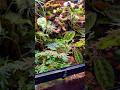 60cm水槽に壮大なジャングル作ってみた✨️ #ビバリウム #テラリウム #plants #terrarium #vivarium