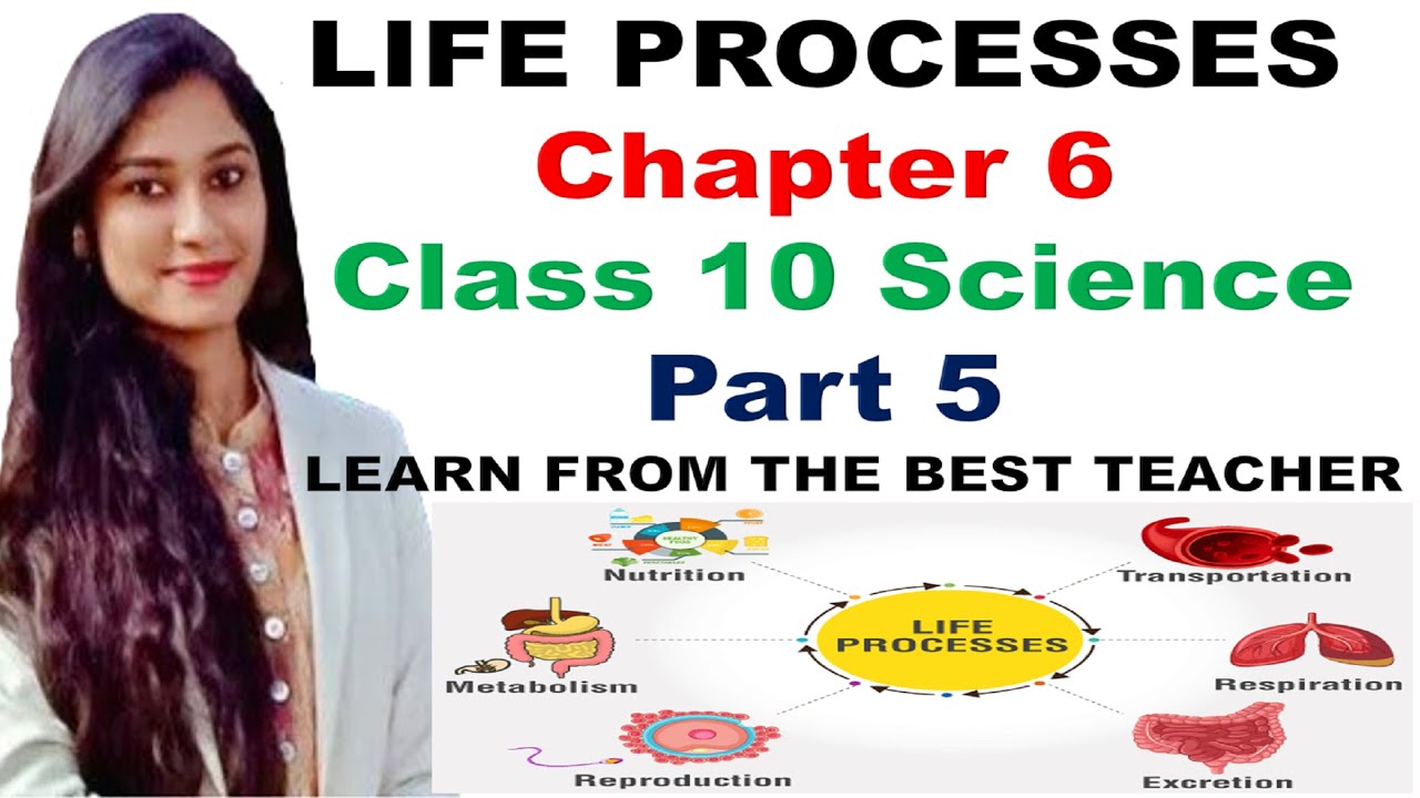 Processes of Life. Life processes