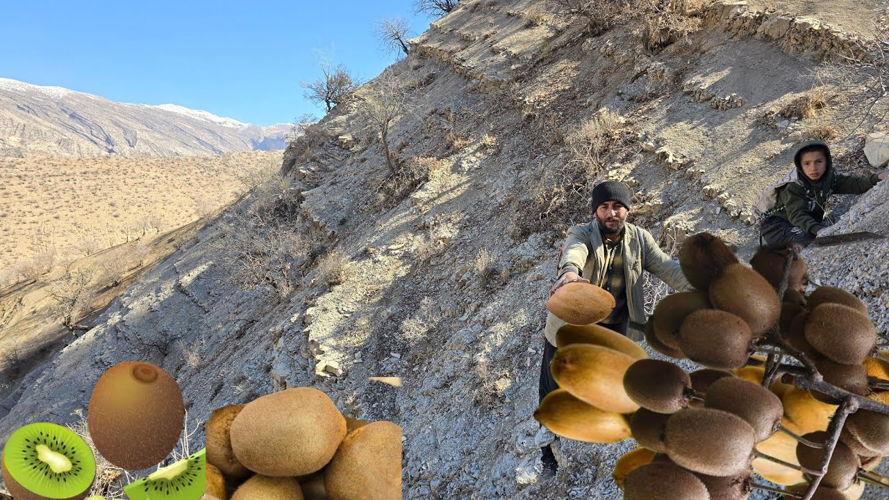 Урожай диких горных киви | Увлекательное путешествие в сердце нетронутой природы